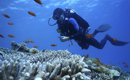 White band disease ravages coral reefs in the Caribbean