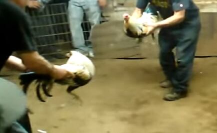 Ten killed in shooting at cockfight in Guerrero