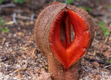 Esta es la planta más exótica del mundo