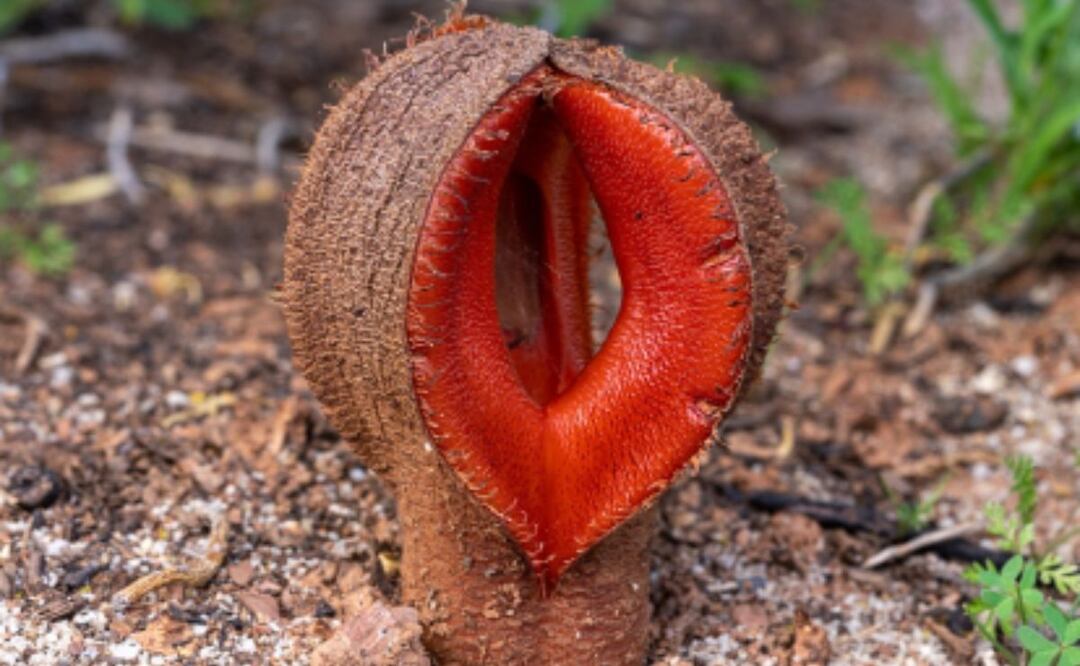 Explorando la Hydnora Africana. Fuente: Freepik.