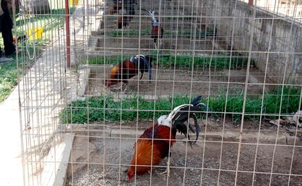 Caen 3 en pelea clandestina de gallos; aseguran 38 aves