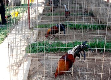Caen 3 en pelea clandestina de gallos; aseguran 38 aves