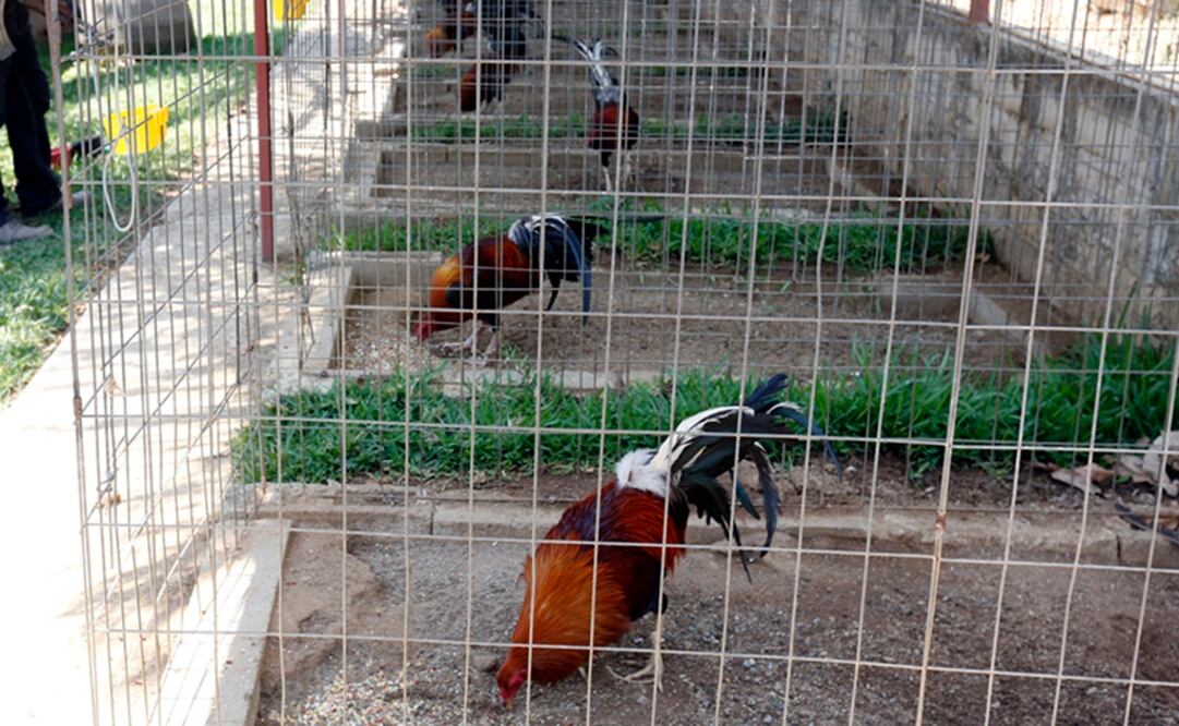 ARCHIVO / EL UNIVERSAL