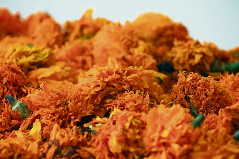 Desde 2019, Saraí comenzó a recolectar flores de cempasúchil desechadas de las ofrendas. Foto: Omar Conteras El Universal