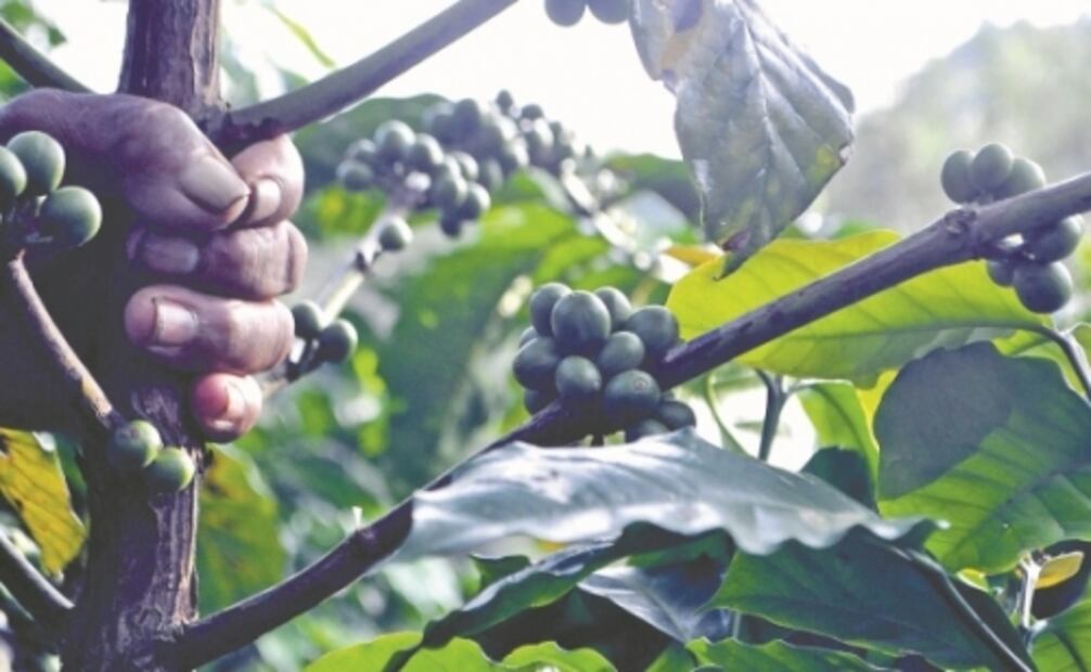 “El corte de café es nuestra mejor fiesta decembrina”, dice agricultor