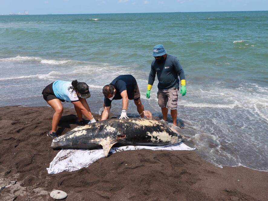 Aparece muerto delfín en playas de Alvarado, Veracruz. (Foto: especial)