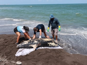Aparece muerto delfín en playas de Alvarado, Veracruz; descartan que hecho esté relacionado con derrame de hidrocarburo