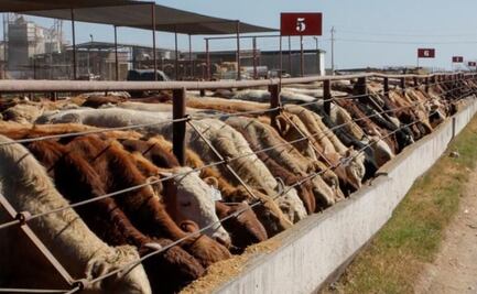 Capacitan a 100 especialistas para controlar plaga de gusano barrenador; programa incluye tratamiento de heridas 