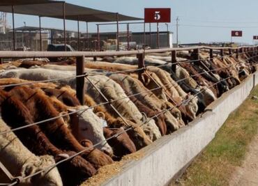 Capacitan a 100 especialistas para controlar plaga de gusano barrenador; programa incluye tratamiento de heridas