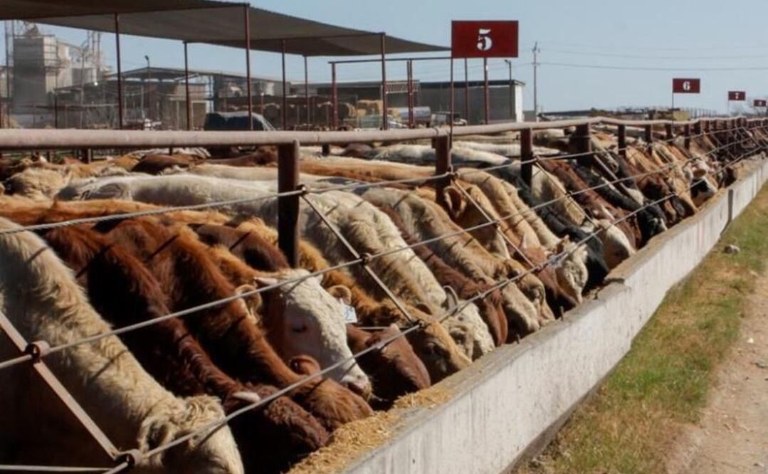 Gobierno de México capacita a más de 100 especialistas en seis estados para prevenir y controlar la plaga de gusano barrenador del ganado. Foto: Especial