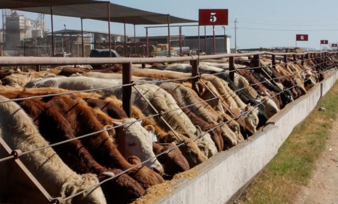 Gobierno de México capacita a más de 100 especialistas en seis estados para prevenir y controlar la plaga de gusano barrenador del ganado. Foto: Especial