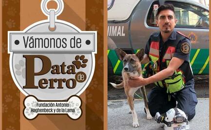 Vámonos de Pata de Perro. Rescatistas de perros