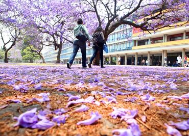 Jacaranda trees: A gift from Japan