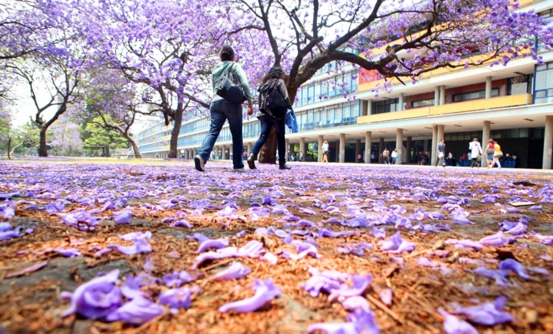 Japan’s foreign minister asked the Japanese immigrant Tatsugoro Matsumoto for advice on the feasibility of planting cherry trees in the Valley of Mexico - Photo: File photo/EL UNIVERSAL