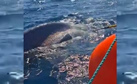 VIDEO: Profepa libera a ballena jorobada atrapada en red de nylon en BCS; enmallamiento, una amenaza para la especie, advierte