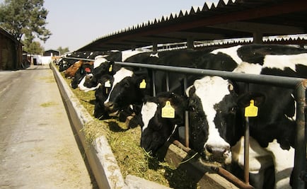 Ganaderos esperan aumento de 10% de exportaciones a EU 