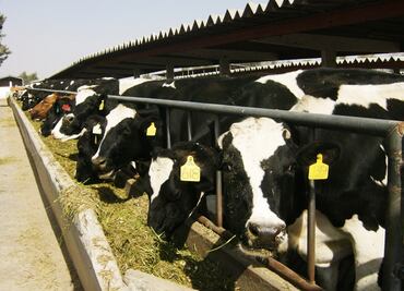 Ganaderos esperan aumento de 10% de exportaciones a EU