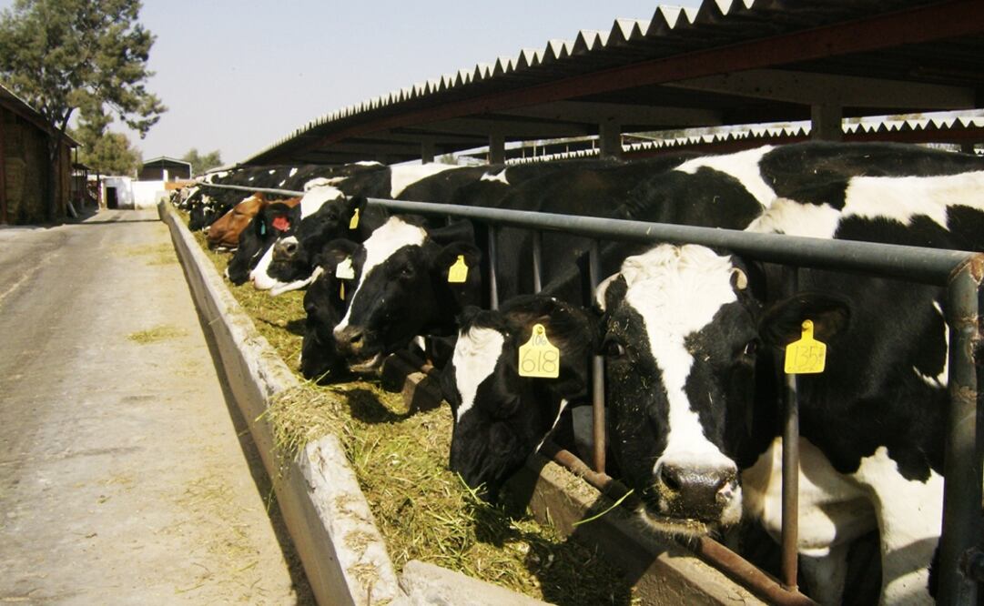 Foto: Archivo / ELUNIVERSAL