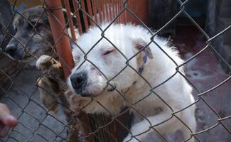 Caso Refugio Franciscano: 858 perritos están en 3 instalaciones, informa Gobierno de CDMX; 37 gatos se encuentran hospitalizados