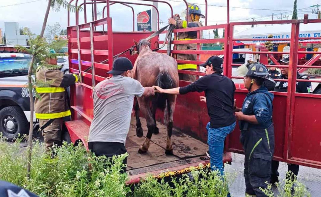 Al animal lo llevaron al Hospital para Equinos de la Facultad de Medicina Veterinaria y Zootecnia de la UNAM. Foto: Especial