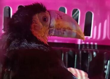 Rescatan en Iztapalapa a Tucán en peligro de extinción