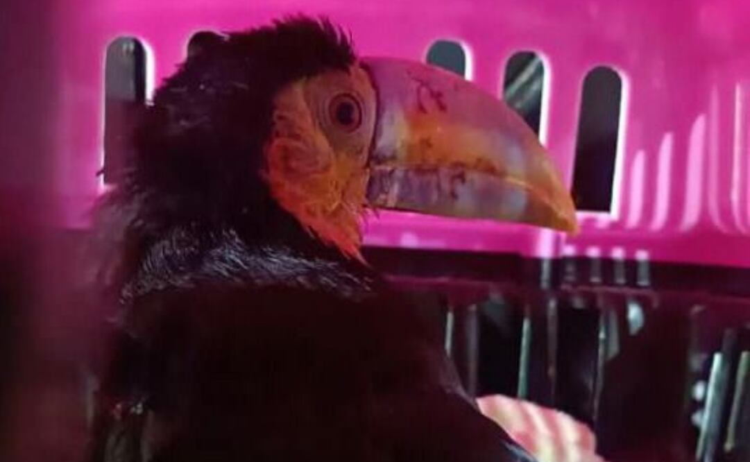 Un tucán piquiverde en peligro de extinción fue rescatado por elementos de la Secretaría de Seguridad Ciudadana (SSC) en la alcaldía Iztapalapa. Foto: Especiales