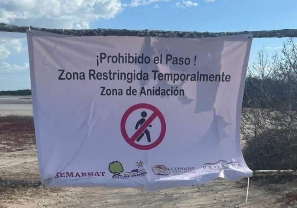 Disponen medidas de restricción para proteger anidación y reproducción de flamencos en Yucatán. Foto: Especial