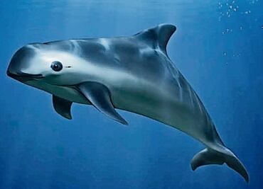 Semarnat lanza más medidas para proteger vaquita marina