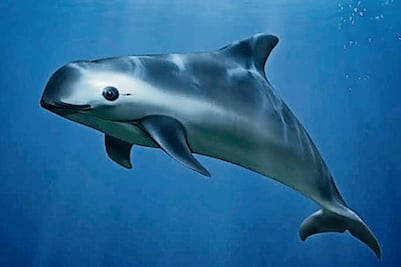 Semarnat lanza más medidas para proteger vaquita marina