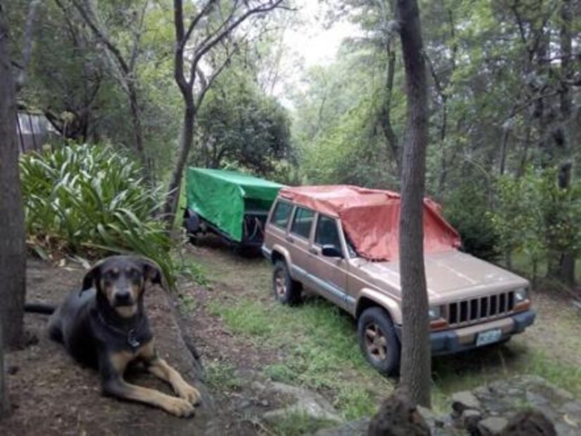 Gato Pardo. A la búsqueda de un nuevo santuario para animales