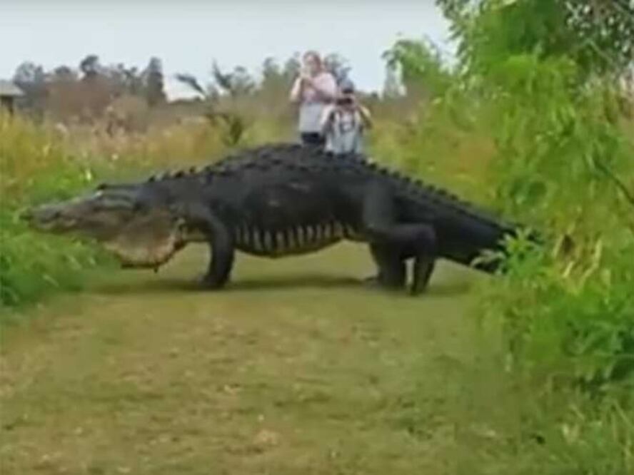 (Imagen tomada de video)