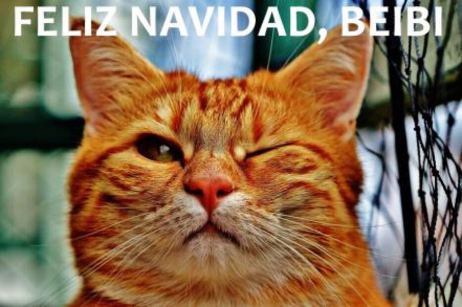 Memes para mandar por WhatsApp en Navidad