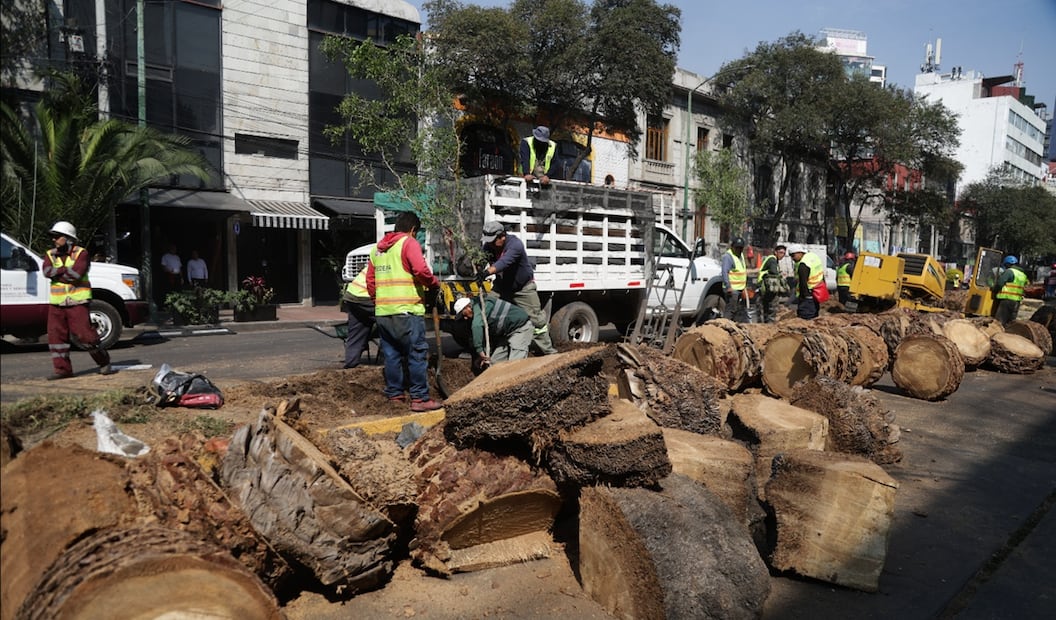 Trabajadores del Gobierno de la CDMX derriban palmeras enfermas o muertas en pie a causa de hongos y en su lugar plantan árboles de especies nativas del Valle de México, el 2 de diciembre de 2025. Foto: Carlos Mejía/EL UNIVERSAL