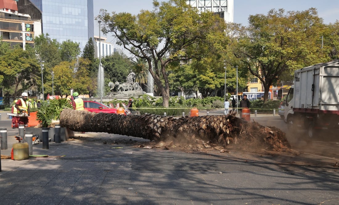 Trabajadores del Gobierno de la CDMX derriban palmeras enfermas o muertas en pie a causa de hongos y en su lugar plantan árboles de especies nativas del Valle de México, el 2 de diciembre de 2025. Foto: Carlos Mejía/EL UNIVERSAL