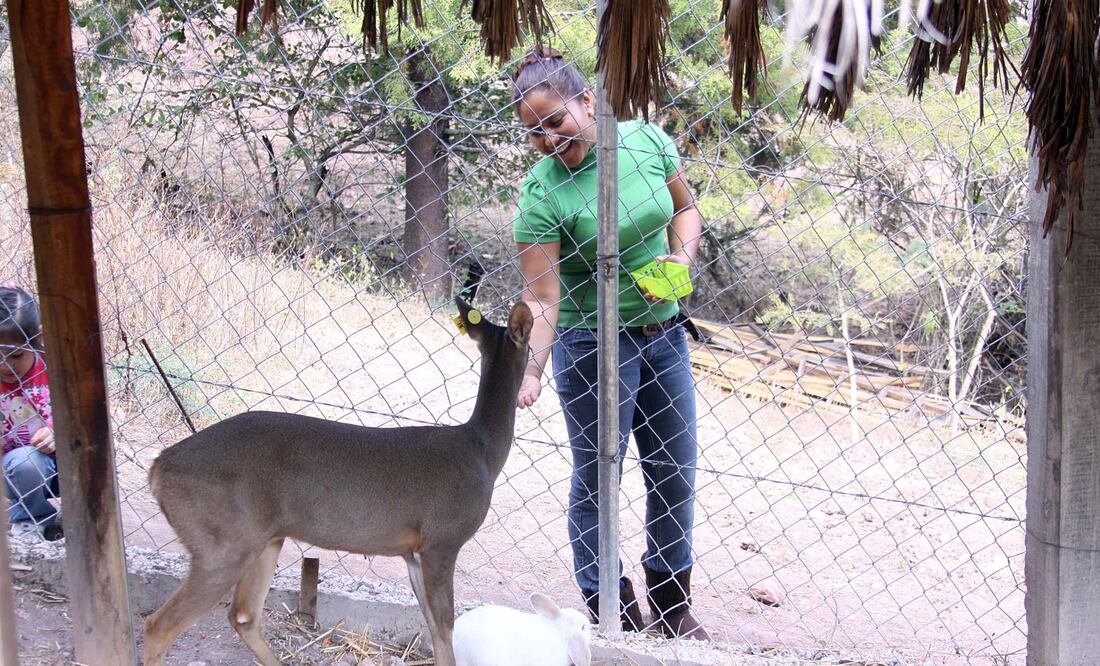 Nacieron dos venados cola blanca (ARCHIVO EL UNIVERSAL)