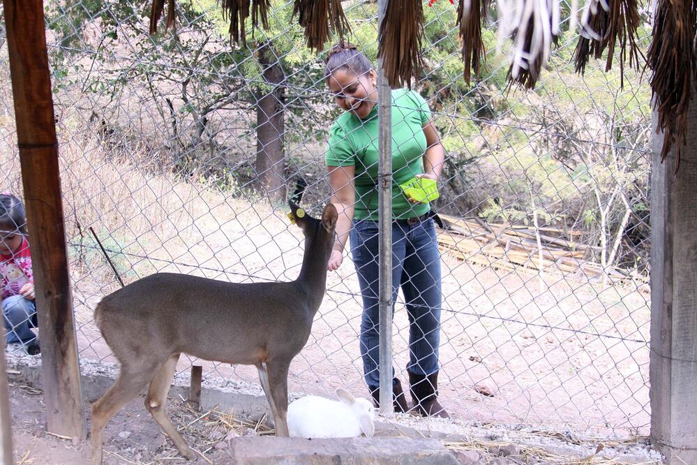Nacieron dos venados cola blanca (ARCHIVO EL UNIVERSAL)