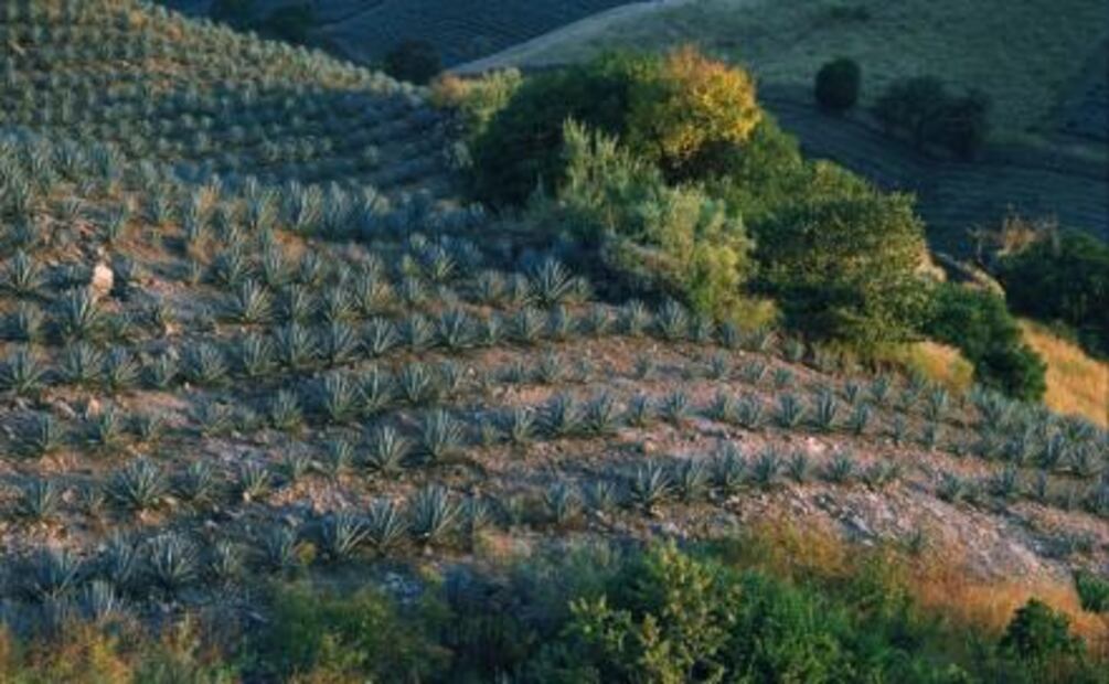 Cuándo y cómo se celebrará el primer Día Nacional del Tequila