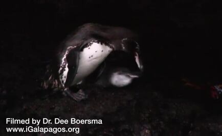 Pingüinos que dejaron el nido ruegan por comida a sus padres