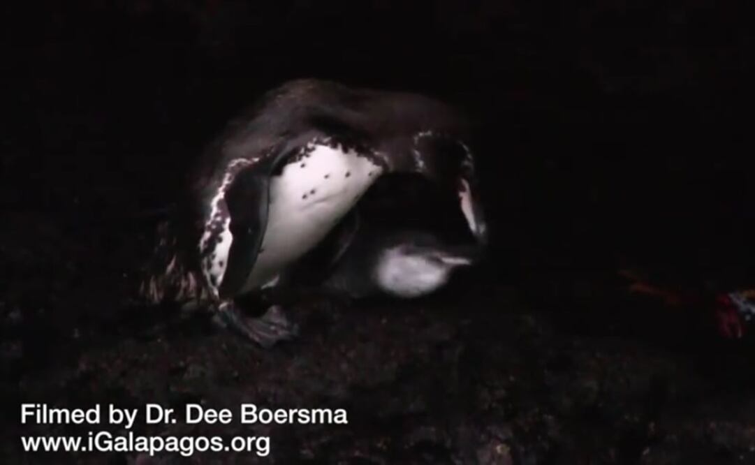 (FOTO: Tomada de Youtube)