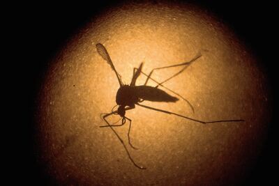 Zika afecta a 48 mujeres embarazadas en México: Ssa