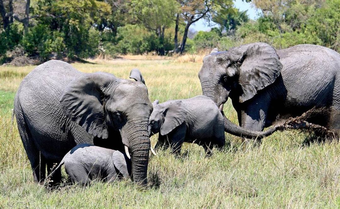 Elefantes en el delta Okavango en Botsuana Foto: EFE