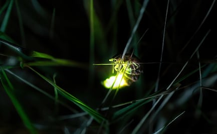 Asiste al segundo Festival de las Luciérnagas en CDMX