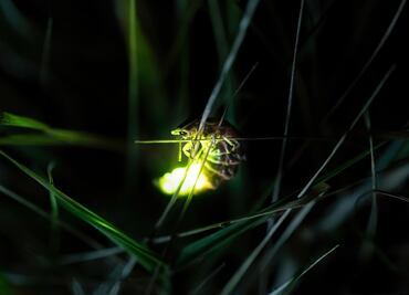 Asiste al segundo Festival de las Luciérnagas en CDMX