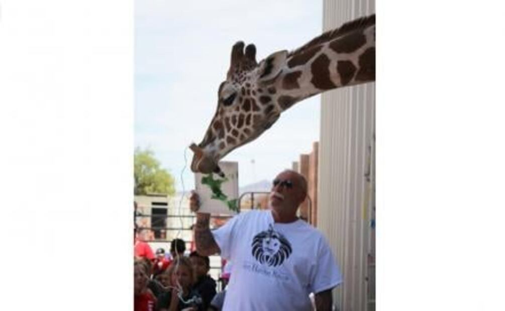 Ozzie, la jirafa que pinta entre leones