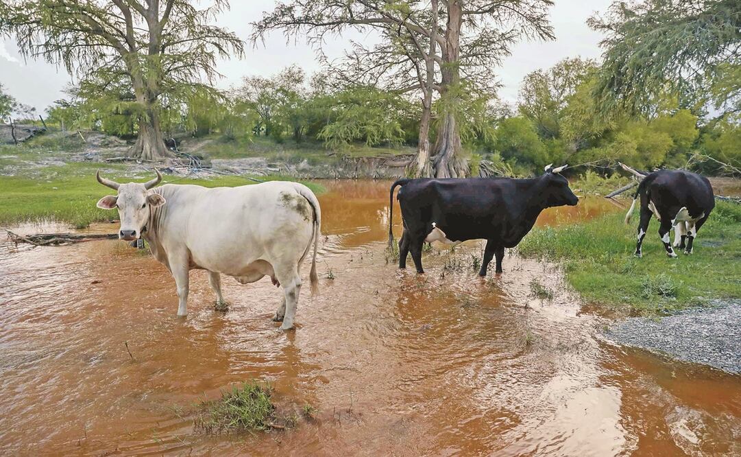 El agua extraída de los pozos inundados presenta un tono que se presume que podría ser por la concentración de azufre.