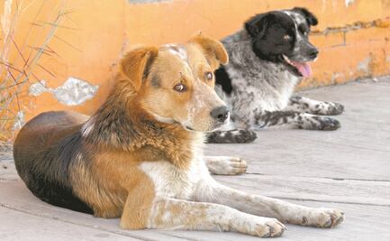 Van por adopción comunitaria de perros de la calle