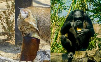 Animales en CDMX reciben paletas de hielo por calor; Sedema aplica medidas para mantenerlos hidratados