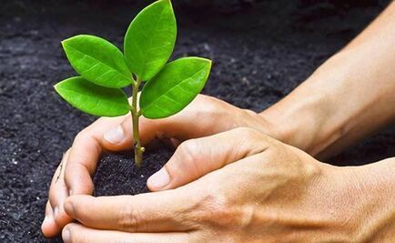 Aumento de CO2 cambia el metabolismo fotosintético de plantas