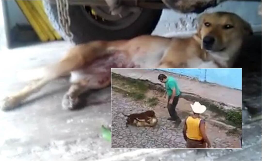 La perra muestra heridas en el vientre tras el ataque. Tomadas del video