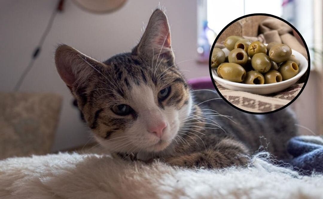 Un especialista ofrece su opinión acerca del consumo de aceitunas entre los gatos. Fuente: Freepik.